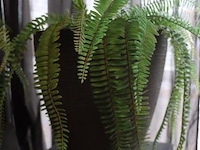 Plantenzuilen - 3 stuks, incl. 2 bloempotten met kunstplanten - afbeelding 6 van  6