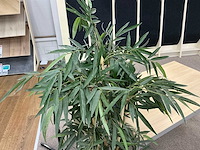 Plastic planten met pot (2x) - afbeelding 6 van  6