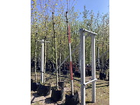 Plataan - avenue tree (4x) - afbeelding 2 van  2