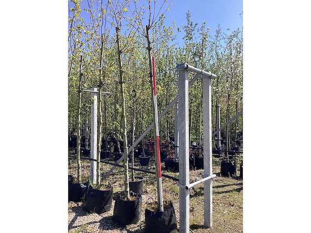 Plataan - park tree (2x) - afbeelding 2 van  2