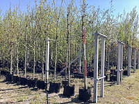 Plataan - park trees (5x)