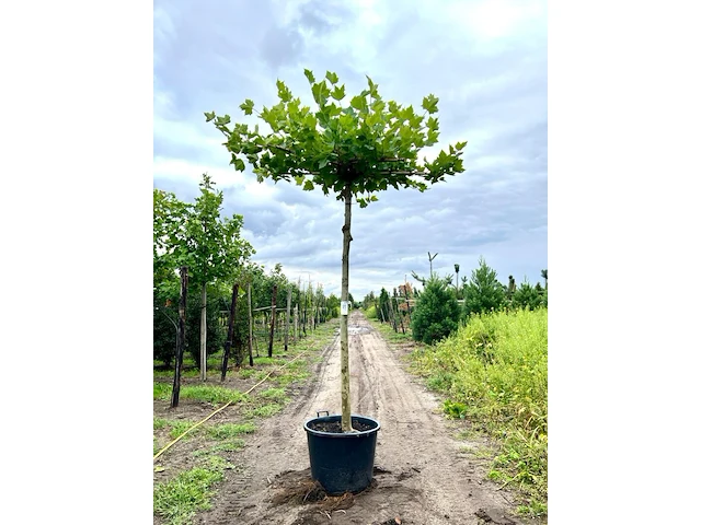 Plataan, platanus hispanica, dakboom, ca. 220cm stamhoogte - afbeelding 1 van  1