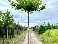 Plataan, platanus hispanica, dakboom, ca. 220cm stamhoogte