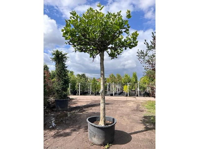 Plataan, platanus hispanica, dakboom, ca. 225 cm stamhoogte - afbeelding 1 van  1