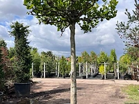 Plataan, platanus hispanica, dakboom, ca. 225 cm stamhoogte