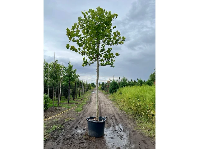 Plataan, platanus hispanica, hoogstam, ca. 5 m hoog - afbeelding 1 van  1
