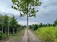 Plataan, platanus hispanica, hoogstam, ca. 5 m hoog