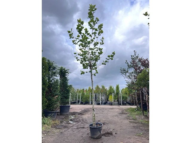 Plataan, platanus hispanica, hoogstam, ca. 5 m hoog - afbeelding 1 van  1