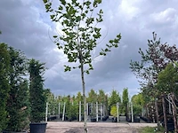 Plataan, platanus hispanica, hoogstam, ca. 5 m hoog