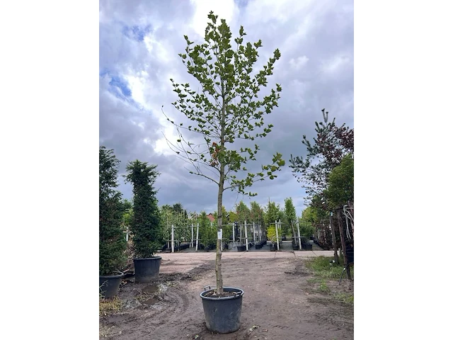 Plataan, platanus hispanica, hoogstam, ca. 6 m hoog - afbeelding 1 van  1