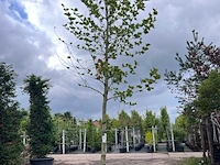 Plataan, platanus hispanica, hoogstam, ca. 6 m hoog