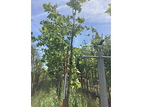 Platanus hispanica - dakboom - afbeelding 1 van  1