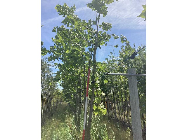 Platanus hispanica - dakboom - afbeelding 1 van  1