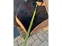 Poelie grijper. hydraulisch - afbeelding 1 van  4