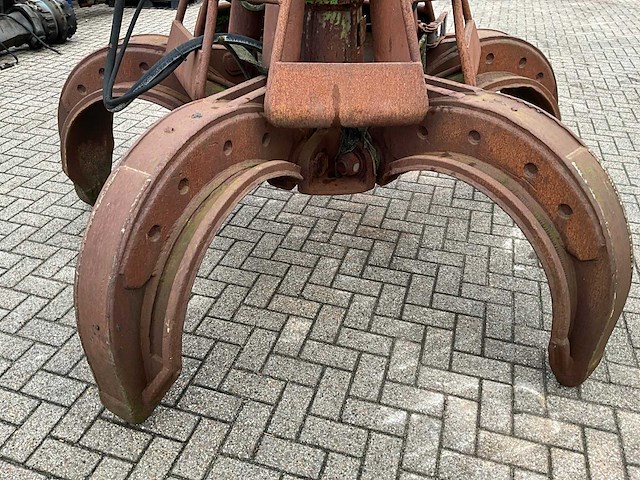 Poliepgrijper - afbeelding 4 van  6