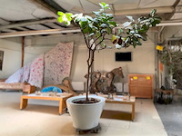 Polyester xxl plantenbak met plant