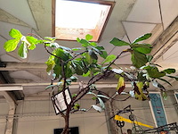 Polyester xxl plantenbak met plant - afbeelding 4 van  6