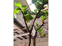 Polyester xxl plantenbak met plant - afbeelding 6 van  6