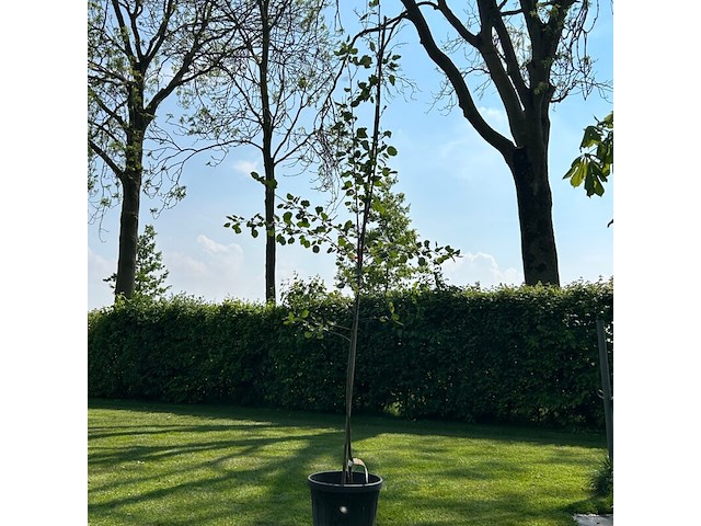 Populus alba (zilver populier of witte abeel) - afbeelding 1 van  2