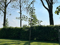 Populus alba (zilver populier of witte abeel) - afbeelding 1 van  2