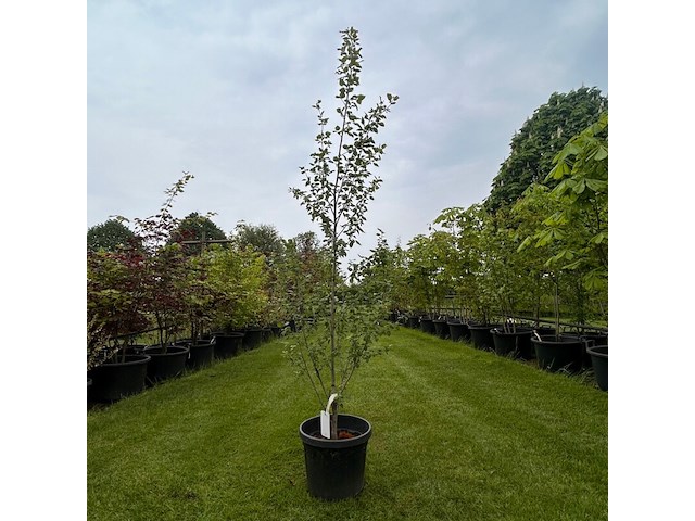 Populus alba (zilver populier of witte abeel) - afbeelding 1 van  2