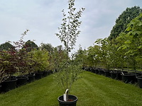 Populus alba (zilver populier of witte abeel) - afbeelding 1 van  2