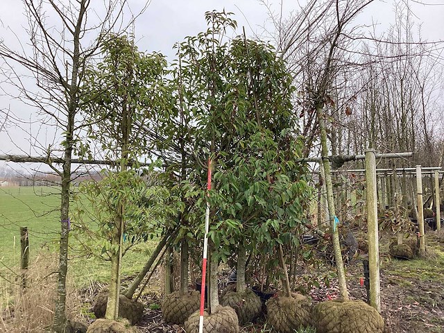Portugese laurier - groenblijvende bomen (2x) - afbeelding 1 van  2