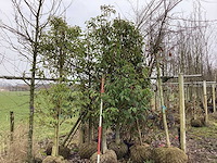 Portugese laurier - groenblijvende bomen (2x) - afbeelding 1 van  2