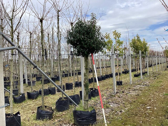 Portugese laurier - groenblijvende bomen - afbeelding 1 van  2