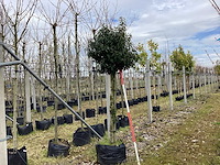 Portugese laurier - groenblijvende bomen - afbeelding 1 van  2