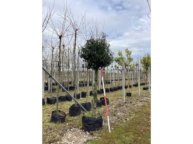 Portugese laurier - groenblijvende bomen - afbeelding 2 van  2