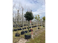 Portugese laurier - groenblijvende bomen - afbeelding 2 van  2