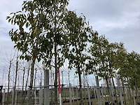 Portugese laurier - groenblijvende bomen - afbeelding 1 van  2