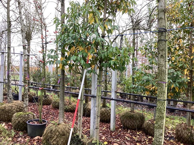 Portugese laurier - groenblijvende boom (2x) - afbeelding 1 van  2