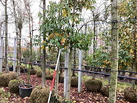 Portugese laurier - groenblijvende boom (2x) - afbeelding 1 van  2