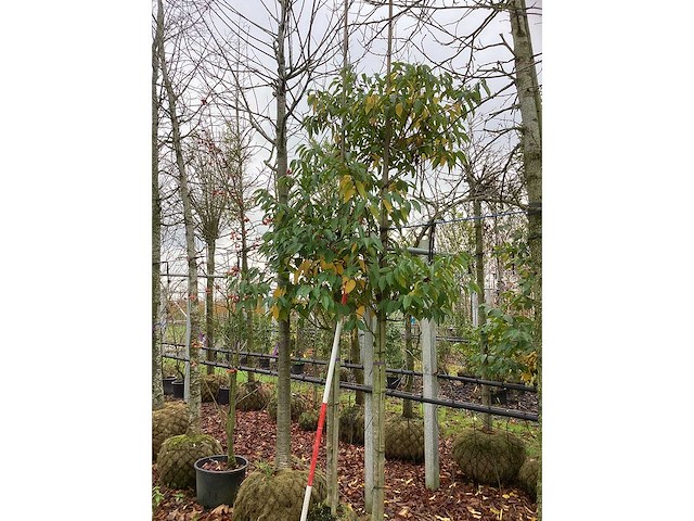 Portugese laurier - groenblijvende boom (2x) - afbeelding 2 van  2