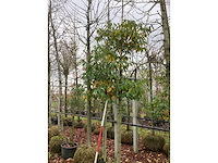 Portugese laurier - groenblijvende boom (2x) - afbeelding 2 van  2