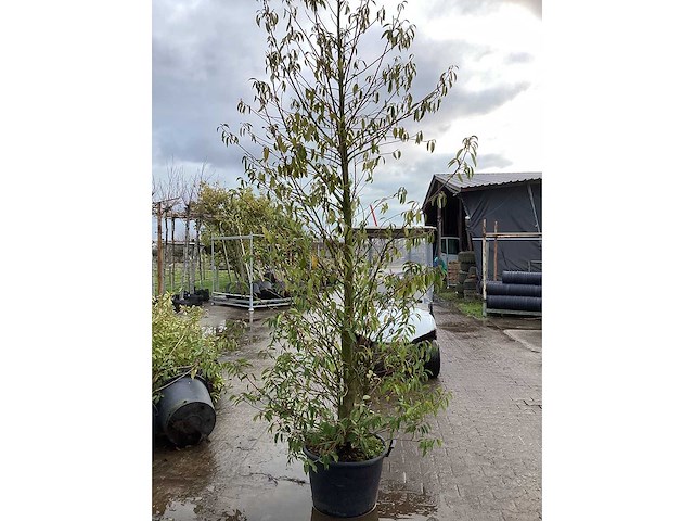 Portugese laurier - groenblijvende boom (2x) - afbeelding 2 van  3