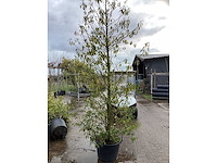 Portugese laurier - groenblijvende boom (2x) - afbeelding 2 van  3