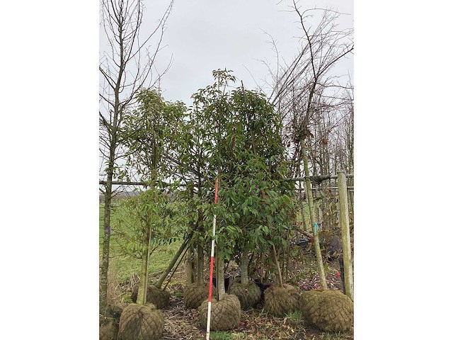 Portugese laurier - groenblijvende boom (2x) - afbeelding 2 van  2
