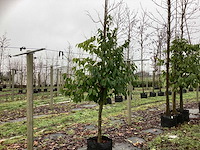 Portugese laurier - groenblijvende boom - afbeelding 1 van  3