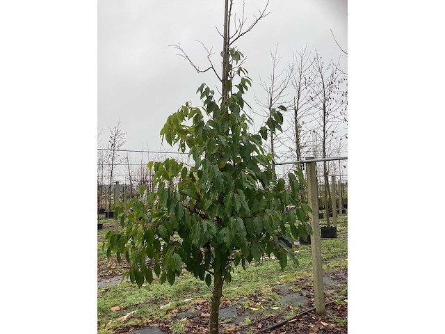 Portugese laurier - groenblijvende boom - afbeelding 3 van  3