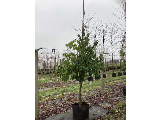 Portugese laurier - groenblijvende boom - afbeelding 2 van  3