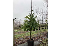 Portugese laurier - groenblijvende boom - afbeelding 2 van  3