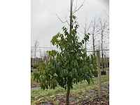 Portugese laurier - groenblijvende boom - afbeelding 3 van  3