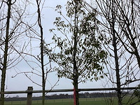 Portugese laurier - groenblijvende boom - afbeelding 1 van  2