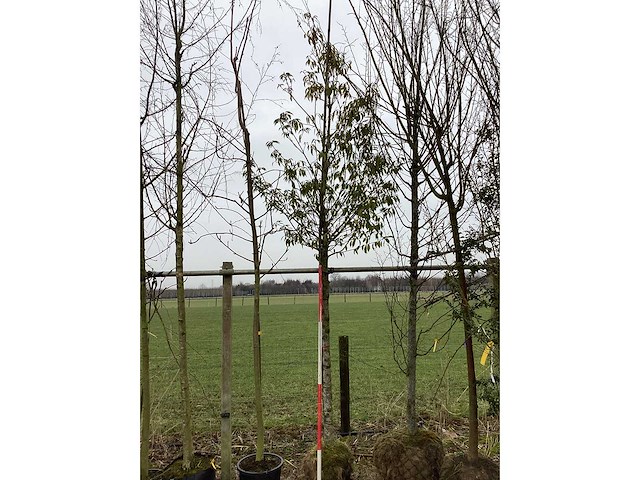 Portugese laurier - groenblijvende boom - afbeelding 2 van  2