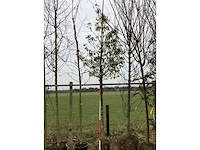 Portugese laurier - groenblijvende boom - afbeelding 2 van  2