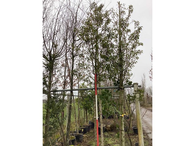 Portugese laurier - groenblijvende boom - afbeelding 1 van  2