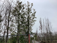 Portugese laurier - groenblijvende boom - afbeelding 1 van  2